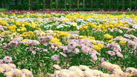 Flower Garden pan left to right Vídeos de archivo 247484496