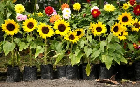 Flower garden Foto stock