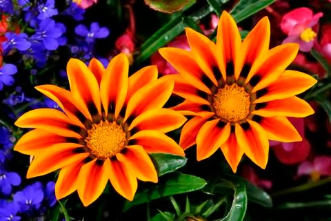Flower garden Stock Photos