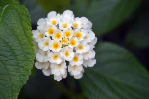 Flower in a garden Foto stock