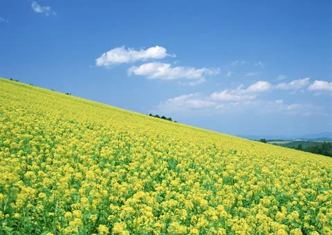 Flower Garden Stock Photos