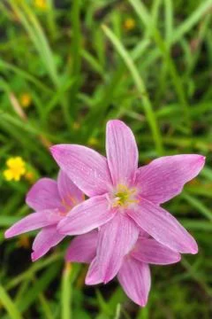 Flower garden Stock Photos