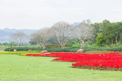 Flower garden Stock Photos
