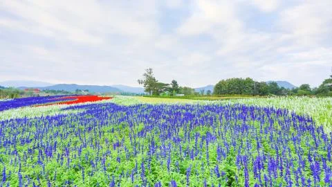Flower garden Stock Photos