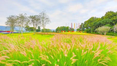 Flower garden Stock Photos