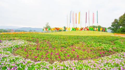 Flower garden Stock Photos