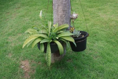 Flower on garden. Foto stock