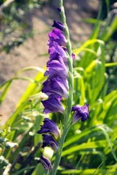 Flower on garden 스톡 사진