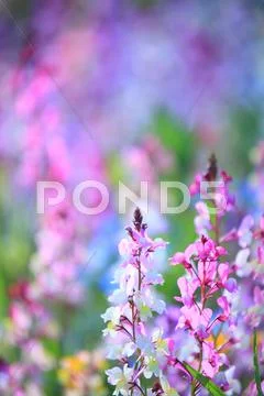 Flower garden Stock Photos