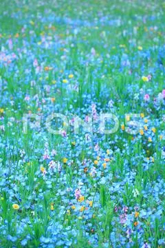 Flower garden Stock Photos