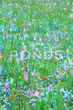 Flower garden Stock Photos