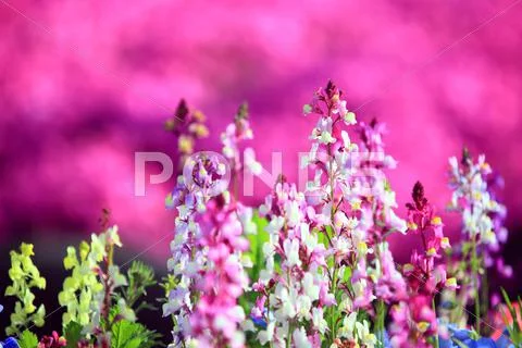 Flower garden Stock Photos