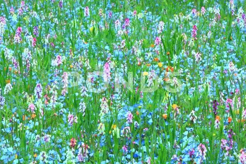 Flower garden Stock Photos