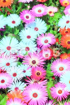 Flower garden Stock Photos