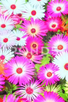 Flower garden Stock Photos