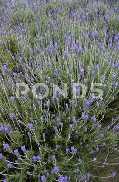 Flower garden Stock Photos