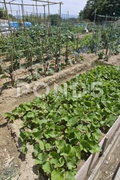 Flower garden Stock Photos