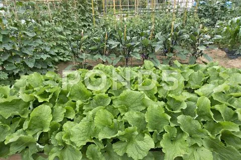 Flower garden Stock Photos