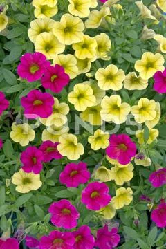 Flower garden Stock Photos