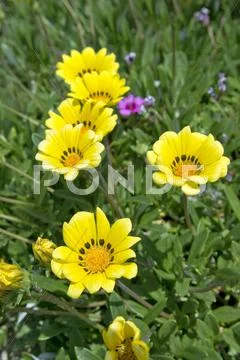Flower garden Stock Photos