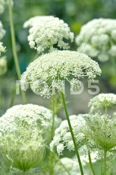 Flower garden Stock Photos