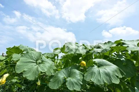 Flower garden Stock Photos