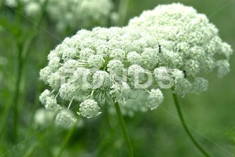 Flower garden Stock Photos