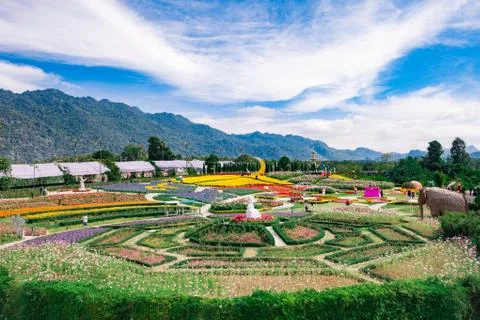 Flower garden Stock Photos