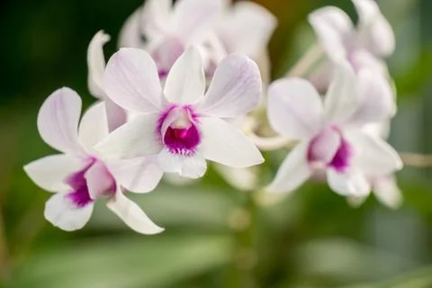 Flower in the garden 스톡 사진
