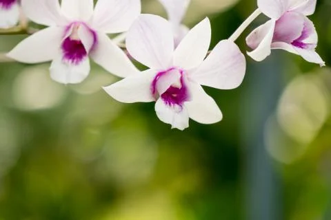 Flower in the garden Stock Photos
