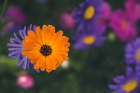 Flower in a garden. Stock Photos
