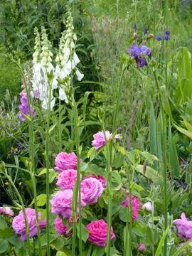 Flower Garden Stock Photos