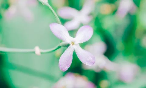 Flower In Garden Stock Photos