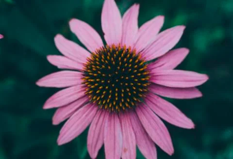 Flower In Garden Stock Photos