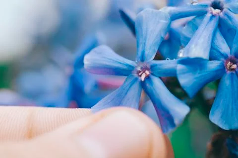 Flower In Garden Stock Photos