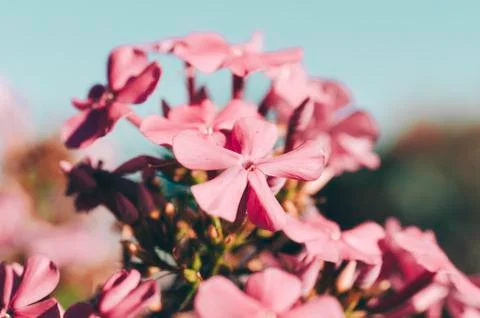Flower In Garden Stock Photos