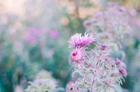 Flower In Garden Stock Photos