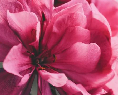 Flower In Garden Stock Photos