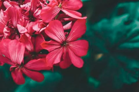Flower In Garden Stock Photos