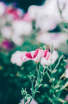 Flower In Garden Stock Photos