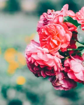 Flower In Garden Stock Photos