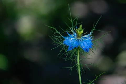 Flower in the garden Stock Photos