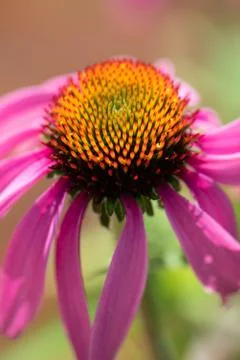 Flower in the garden Stock Photos
