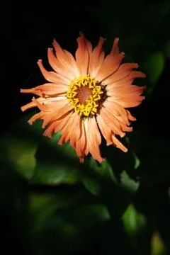 Flower in the garden Stock Photos