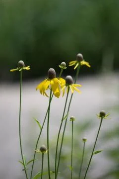 Flower in the garden Stock Photos