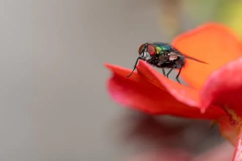 Flower in the garden Stock Photos