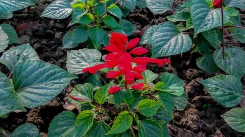 Flower garden Stock Photos