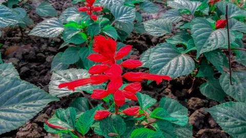 Flower garden Stock Photos