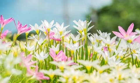 Flower garden Stock Photos