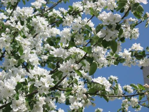 Flower Garden Stock Photos